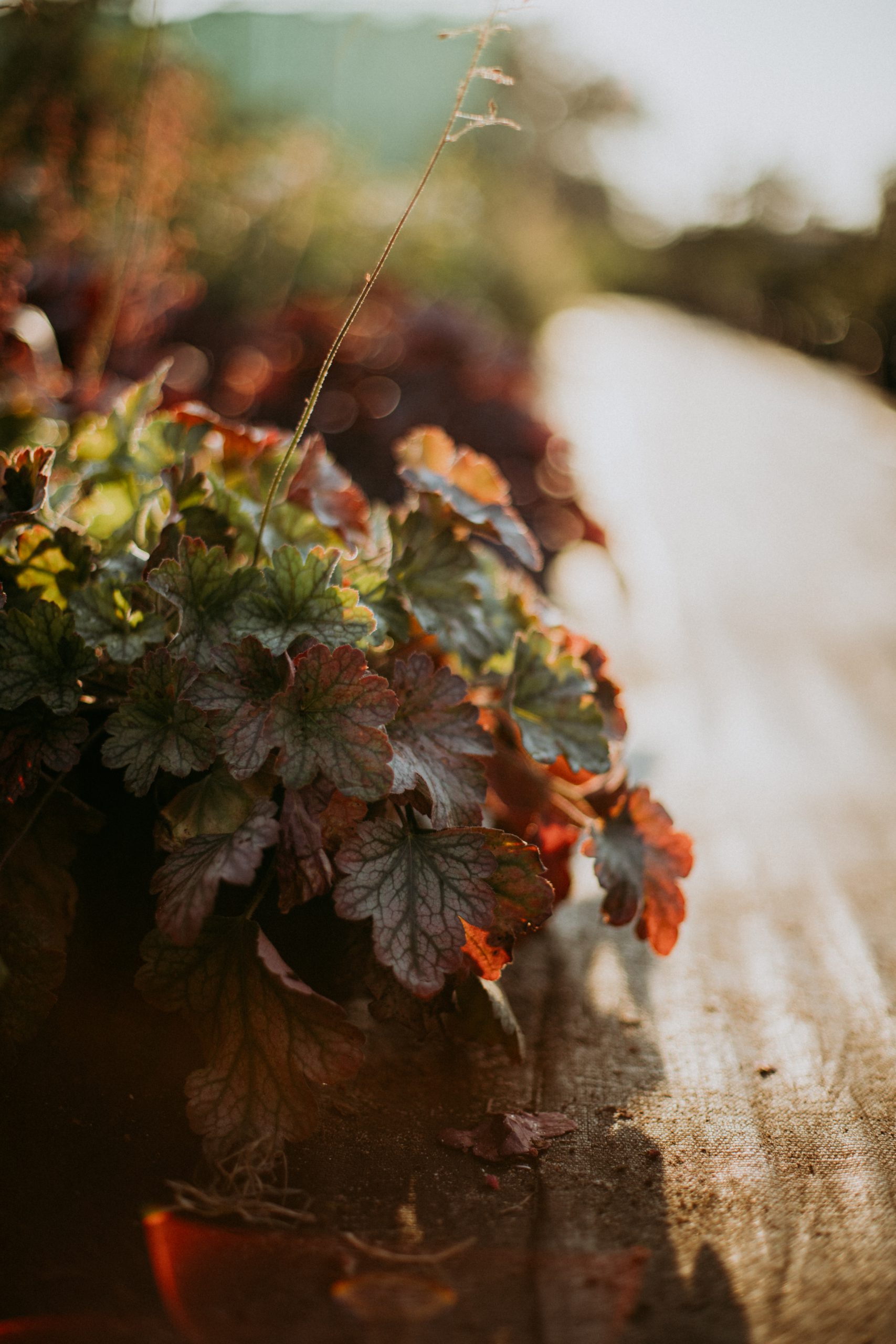Zakręceni w zieleni szkółka